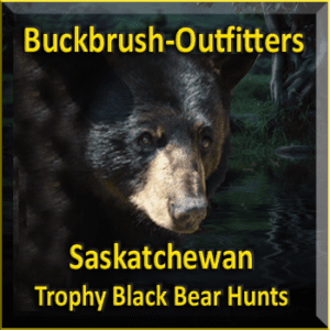 Saskatchewan Trophy Black Bear Hunts